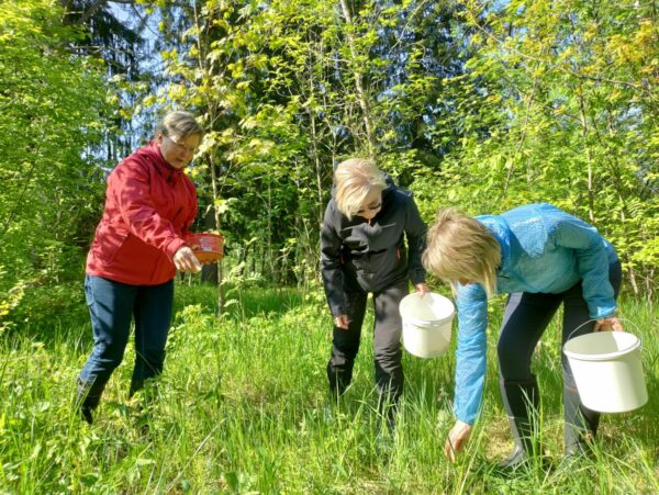 Villiyrttien keruuta Suomen kesässä
